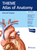 Internal Organs (THIEME Atlas of Anatomy)