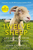 Twelve Sheep: Life lessons from a lambing season