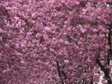 Kirschblüten - 500 Teile (Puzzle)